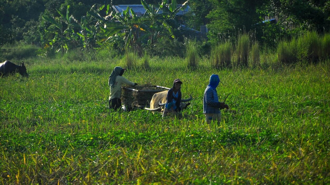 Simulador Imposto de Renda produtor rural Qual o valor do Imposto de renda para produtor rural Imposto de renda produtor rural pessoa física imposto de renda 2025: quem deve declarar Tabela Imposto de Renda 2025 Como fazer declaração de imposto de renda produtor rural Declaração de Imposto de Renda 2025 Produtor rural precisa declarar Imposto de renda