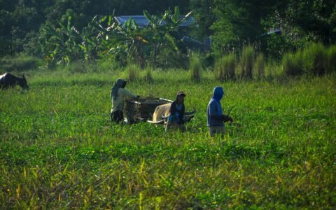 Simulador Imposto de Renda produtor rural Qual o valor do Imposto de renda para produtor rural Imposto de renda produtor rural pessoa física imposto de renda 2025: quem deve declarar Tabela Imposto de Renda 2025 Como fazer declaração de imposto de renda produtor rural Declaração de Imposto de Renda 2025 Produtor rural precisa declarar Imposto de renda