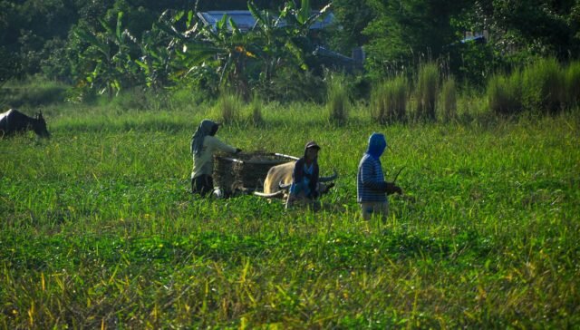 Simulador Imposto de Renda produtor rural Qual o valor do Imposto de renda para produtor rural Imposto de renda produtor rural pessoa física imposto de renda 2025: quem deve declarar Tabela Imposto de Renda 2025 Como fazer declaração de imposto de renda produtor rural Declaração de Imposto de Renda 2025 Produtor rural precisa declarar Imposto de renda