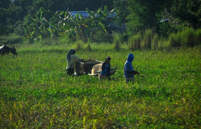 Simulador Imposto de Renda produtor rural Qual o valor do Imposto de renda para produtor rural Imposto de renda produtor rural pessoa física imposto de renda 2025: quem deve declarar Tabela Imposto de Renda 2025 Como fazer declaração de imposto de renda produtor rural Declaração de Imposto de Renda 2025 Produtor rural precisa declarar Imposto de renda