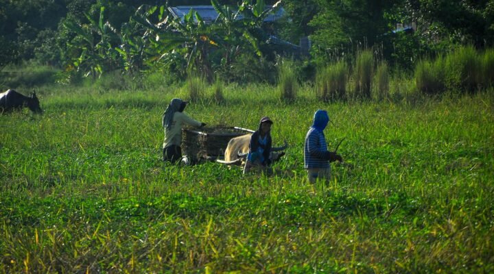 Simulador Imposto de Renda produtor rural Qual o valor do Imposto de renda para produtor rural Imposto de renda produtor rural pessoa física imposto de renda 2025: quem deve declarar Tabela Imposto de Renda 2025 Como fazer declaração de imposto de renda produtor rural Declaração de Imposto de Renda 2025 Produtor rural precisa declarar Imposto de renda