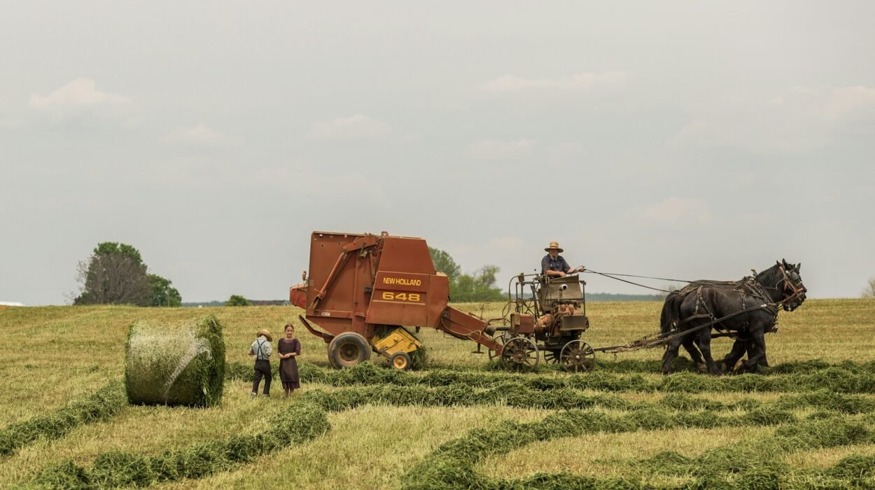 Contabilidade rural