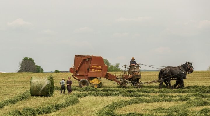 Contabilidade rural