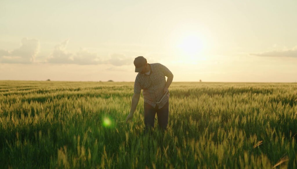 Crédito rural para pequeno produtor Crédito rural para iniciantes Linhas de crédito rural Banco do Brasil Crédito rural para compra de terra Crédito rural CAIXA pequeno produtor Crédito rural online Crédito rural Sicoob Pronaf crédito rural