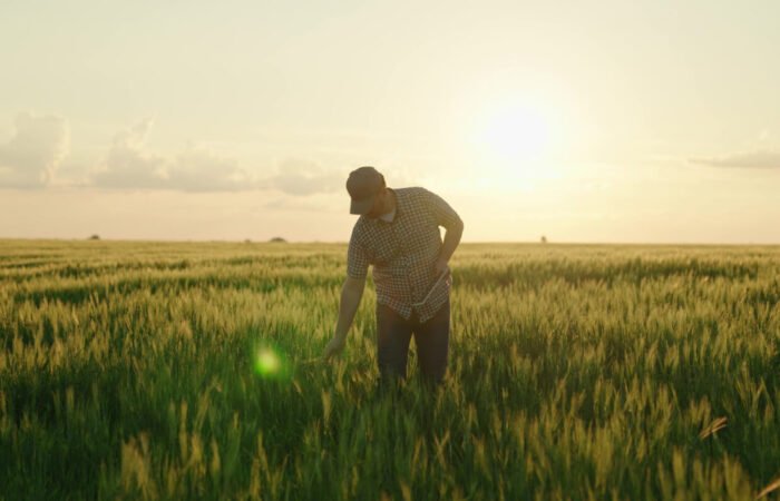 Crédito rural para pequeno produtor Crédito rural para iniciantes Linhas de crédito rural Banco do Brasil Crédito rural para compra de terra Crédito rural CAIXA pequeno produtor Crédito rural online Crédito rural Sicoob Pronaf crédito rural