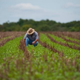 Livro Caixa produtor rural download Modelo Livro Caixa produtor rural Livro Caixa do Produtor Rural 2025 Como fazer o Livro Caixa do Produtor Rural Livro Caixa atividade rural Perguntas e Respostas Livro Caixa produtor rural obrigatoriedade Livro caixa Produtor Rural Excel Livro Caixa analógico Produtor Rural