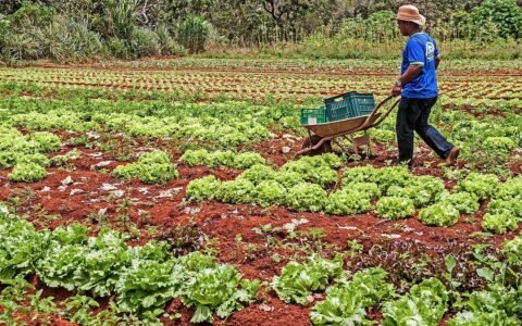 Contabilidade do agronegócio a