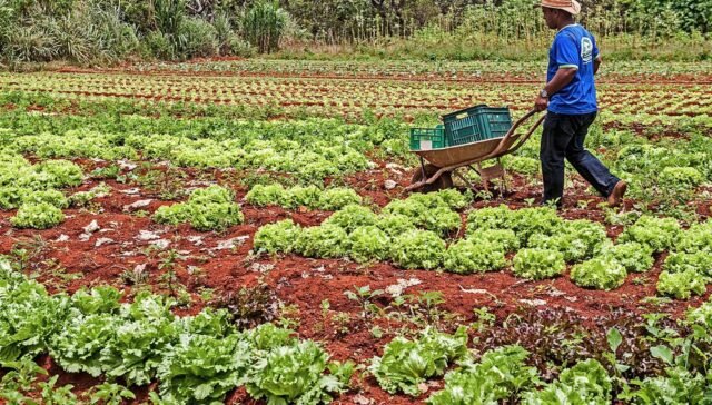 Contabilidade do agronegócio a