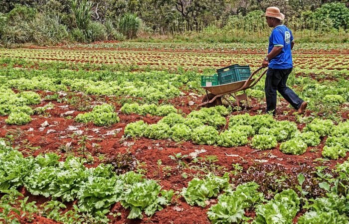 Contabilidade do agronegócio a