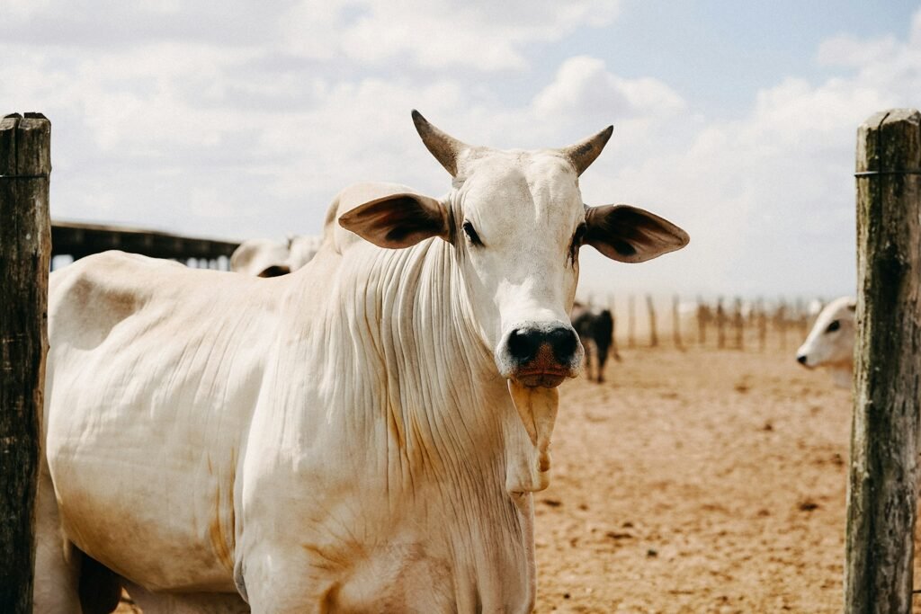 nota fiscal venda de gado Emitir nota fiscal produtor rural Sefaz MT INDEA/MT CFOP remessa de gado para engorda Nota Fiscal Avulsa SEFAZ/MT Sefaz-MT Nota Fiscal Produtor rural MT Sefaz/MT produtor rural RICMS/MT