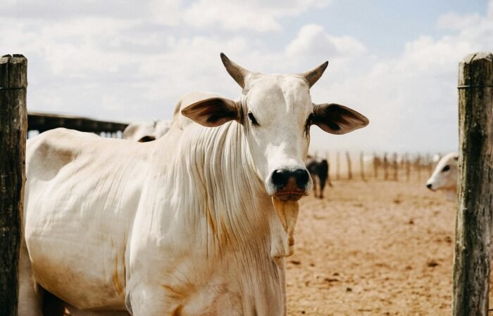 nota fiscal venda de gado Emitir nota fiscal produtor rural Sefaz MT INDEA/MT CFOP remessa de gado para engorda Nota Fiscal Avulsa SEFAZ/MT Sefaz-MT Nota Fiscal Produtor rural MT Sefaz/MT produtor rural RICMS/MT